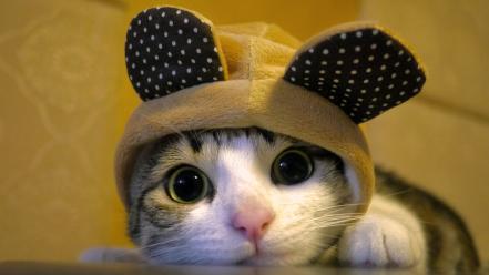 Cats animals funny big eyes hats wallpaper
