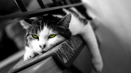 Cats animals tired wallpaper