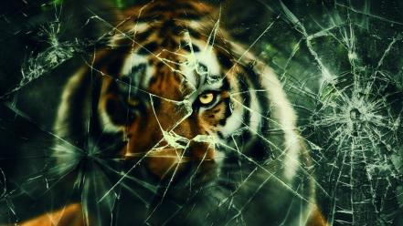 Cats broken glass tigers hunting wallpaper