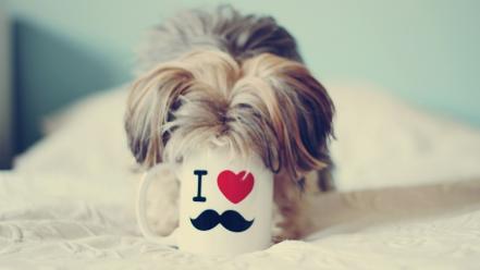 Dogs funny mustache pet wallpaper