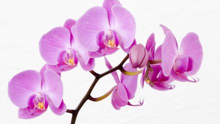 Flowers white background orchids pink wallpaper