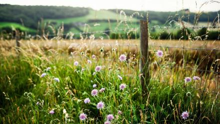 Grass stones wallpaper