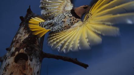 Landscapes nature alaska flight woodpecker wallpaper