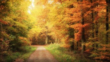 Landscapes nature roads autumn wallpaper