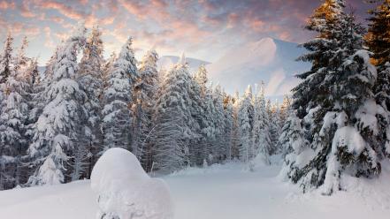 Landscapes snow pine trees wallpaper