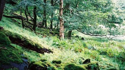 Landscapes trees forest stones europe scotland moss wallpaper