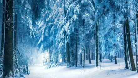 Landscapes winter forest wallpaper