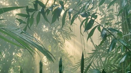 Mist costa rica rainforest wallpaper