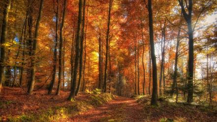 Nature trees autumn (season) golden trail wallpaper