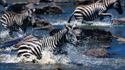 Nature zebras wallpaper