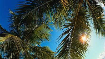 Palm trees caribbean wallpaper