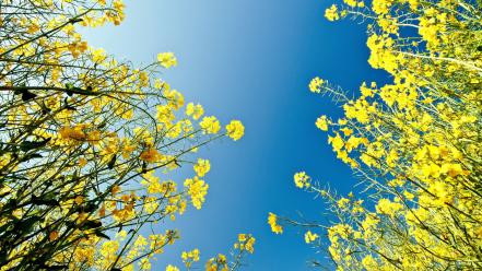 Skyscapes yellow flowers wallpaper