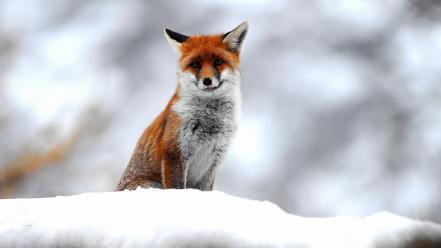 Snow animals foxes wallpaper