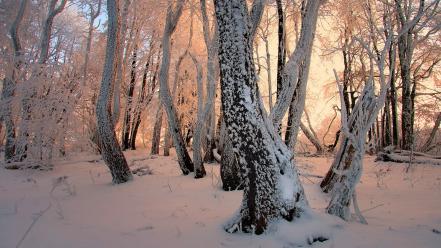 Winter snow trees forest magic wand frost janek-sedlar wallpaper