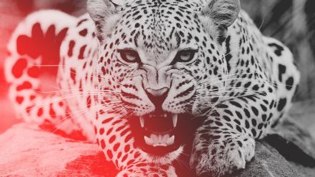 🥇 Angry leopards wild wallpaper | (110641)