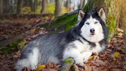 Animals dogs siberian husky wallpaper