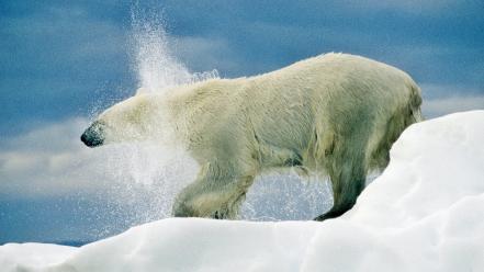 Animals polar bears wallpaper