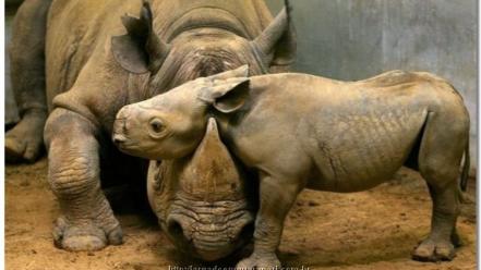 Animals rhinoceros baby wallpaper