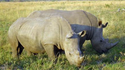 Animals south africa rhinoceros wallpaper