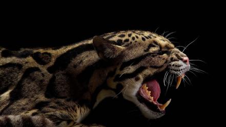 Animals teeth black background clouded leopards wallpaper