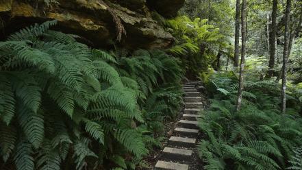 Australia ferns national park new south wales wallpaper