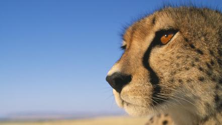 Close-up animals cheetahs africa kenya wallpaper