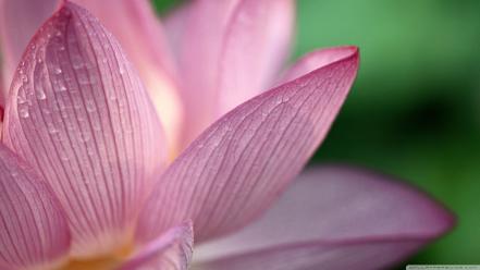 Flowers lotus flower wallpaper