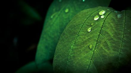 Green nature leaves idevil17 wallpaper