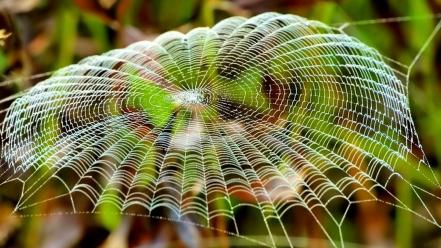 Insects spiders spider webs wallpaper