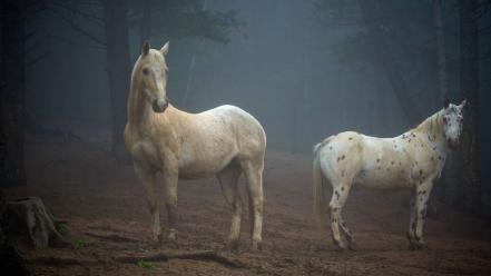 Nature animals horses colorado wallpaper