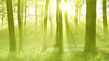 Nature forest sunlight scotland wallpaper