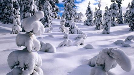 Nature snow pine trees wallpaper