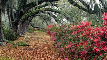 Nature trees path wallpaper