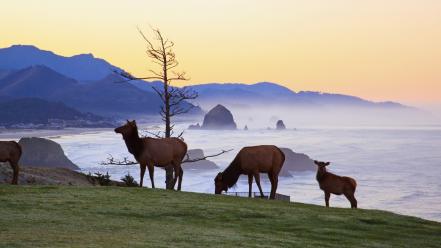 Sunrise animals rocks oregon parks elk state wallpaper