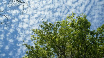 Trees skies sony nex-c3 green lake , wa wallpaper