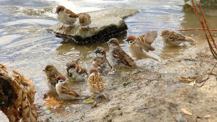 Water animals sparrow birds wallpaper