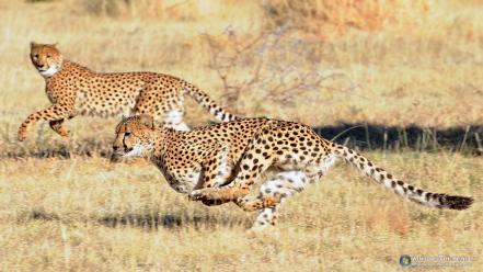 Animals cheetahs savage wallpaper