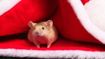 Animals christmas mice wallpaper