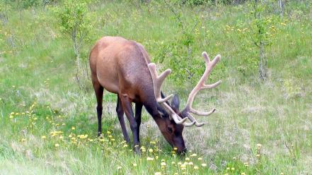 Animals deer wallpaper