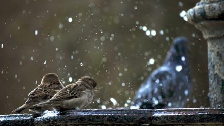 Animals fountains sparrow water drops birds wallpaper
