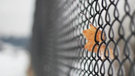 Fences leaves mesh chain link fence wallpaper