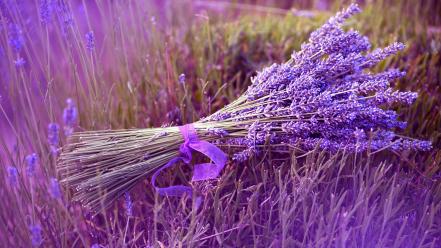 Fields lavender wallpaper
