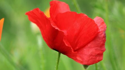 Nature flowers poppies wallpaper