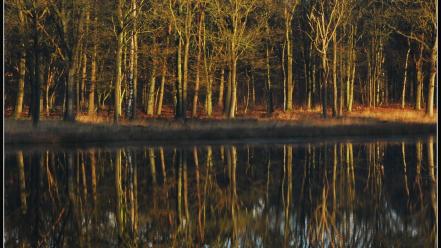 Nature trees december lakeside wallpaper