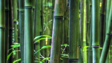 Bamboo hawaii plants panorama stalks wallpaper