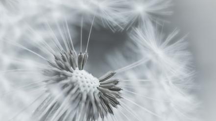 Black and white nature flowers dandelions wallpaper