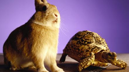 Bunnies animals racing tortoise fun wallpaper