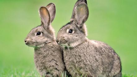 Bunnies nature animals grass rabbits wallpaper
