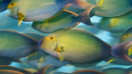 Fish national geographic wallpaper