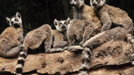 Landscapes nature madagascar lemurs wallpaper